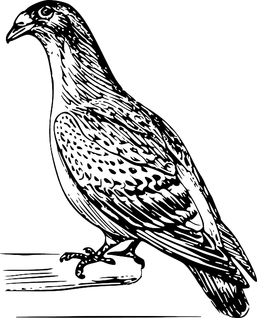 Detailed Bird Line Art Illustration PNG