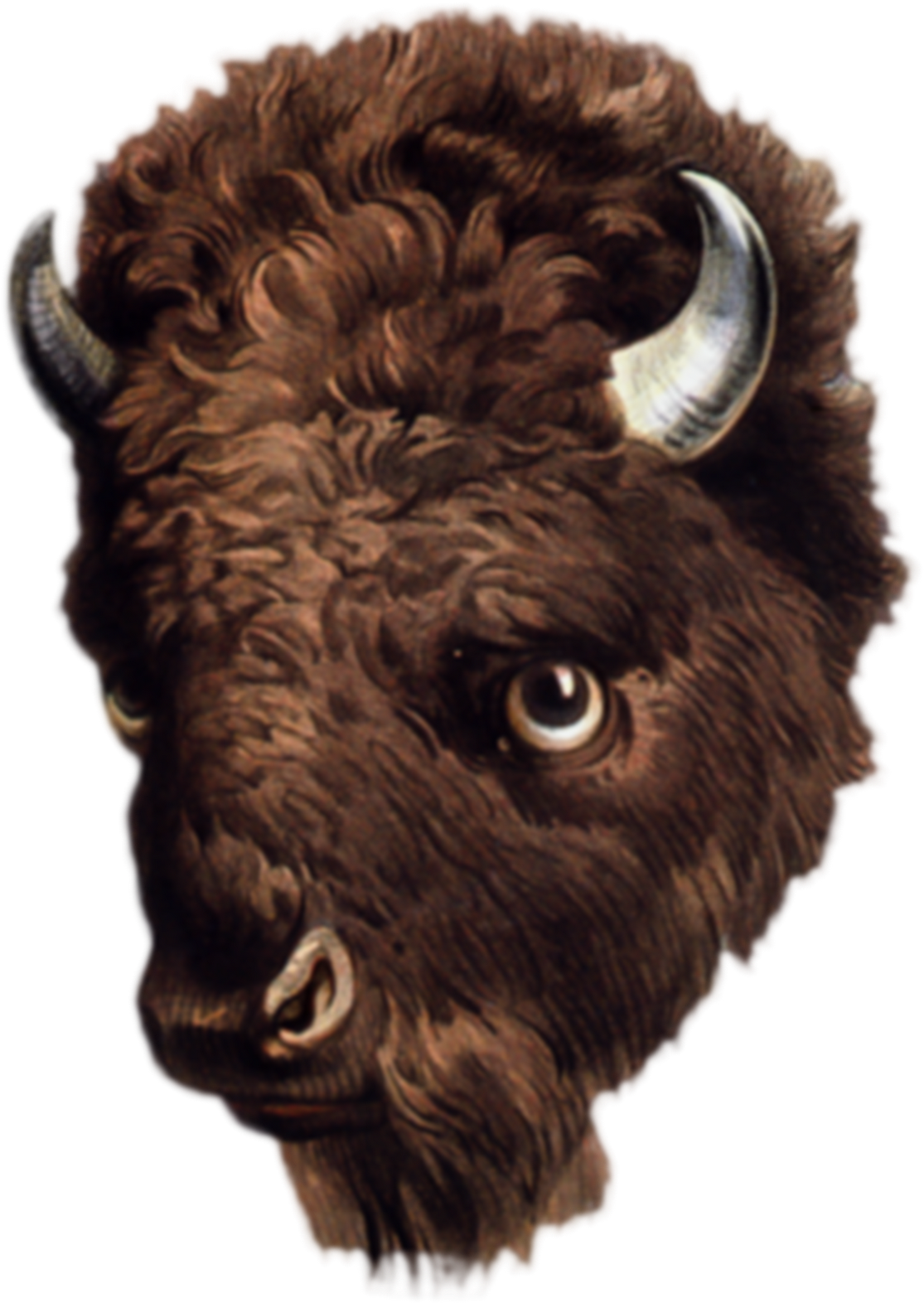 Detailed Buffalo Head Illustration PNG