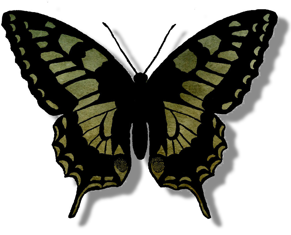 Detailed Butterfly Illustration PNG