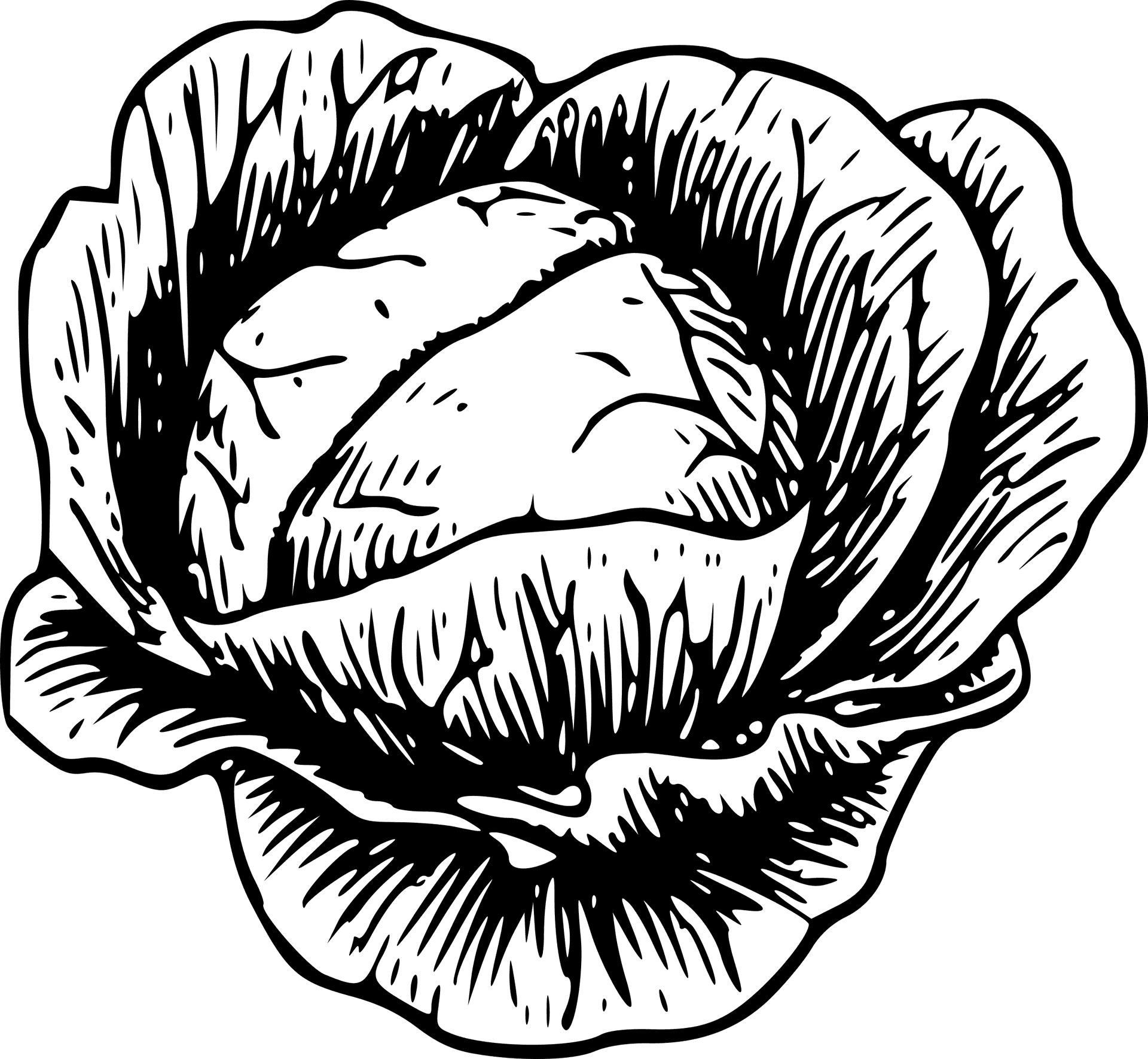 Detailed Cabbage Drawing.png PNG