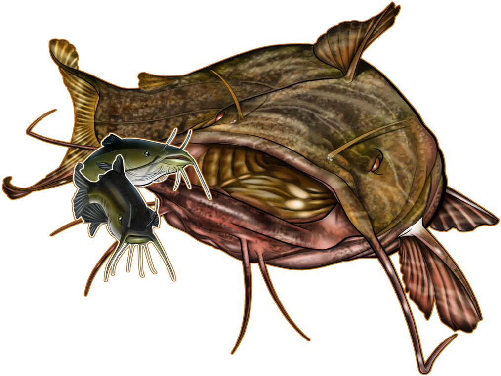 Detailed Catfish Illustration.png PNG