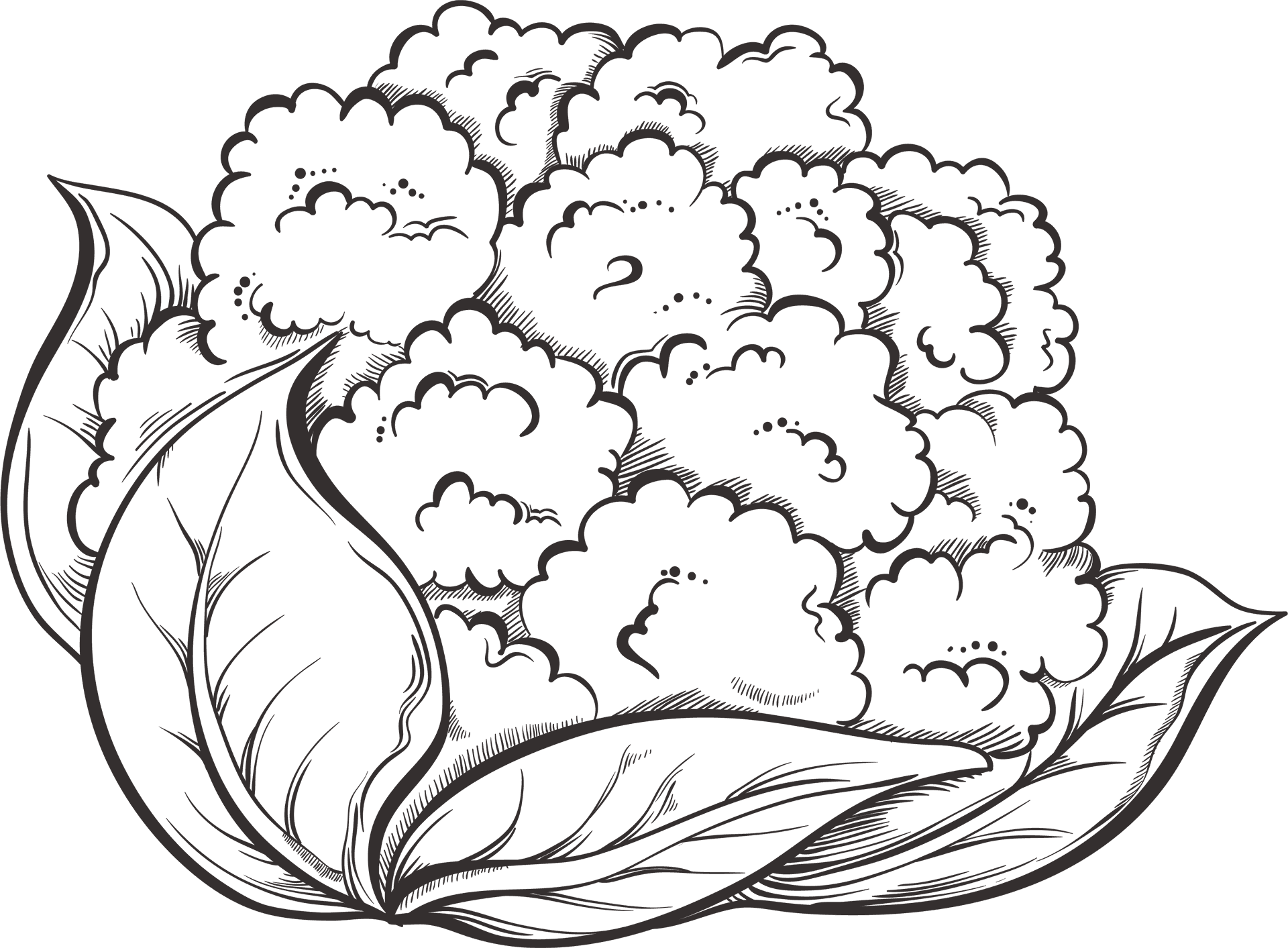 Detailed Cauliflower Sketch PNG