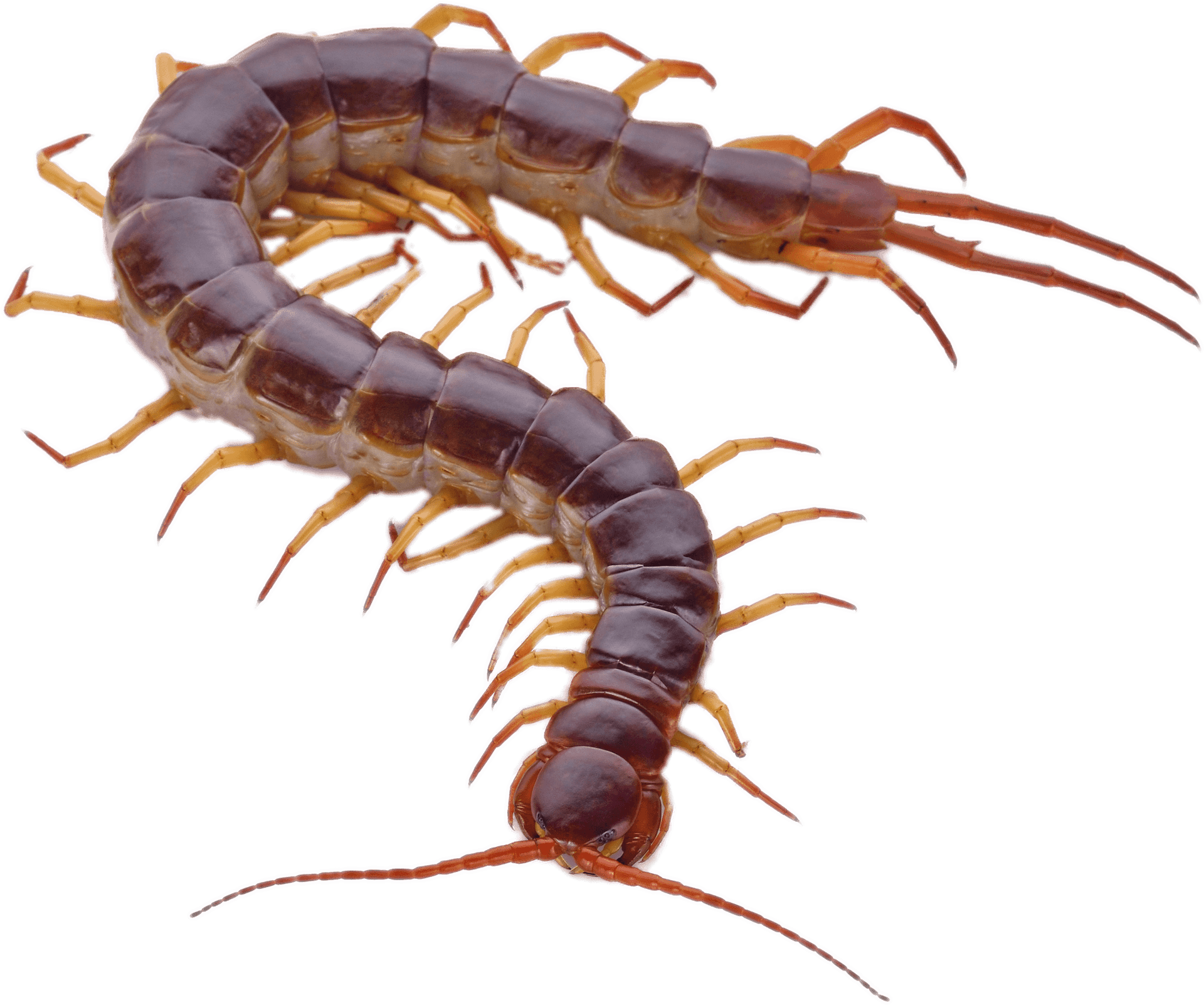 Detailed Centipede Illustration PNG