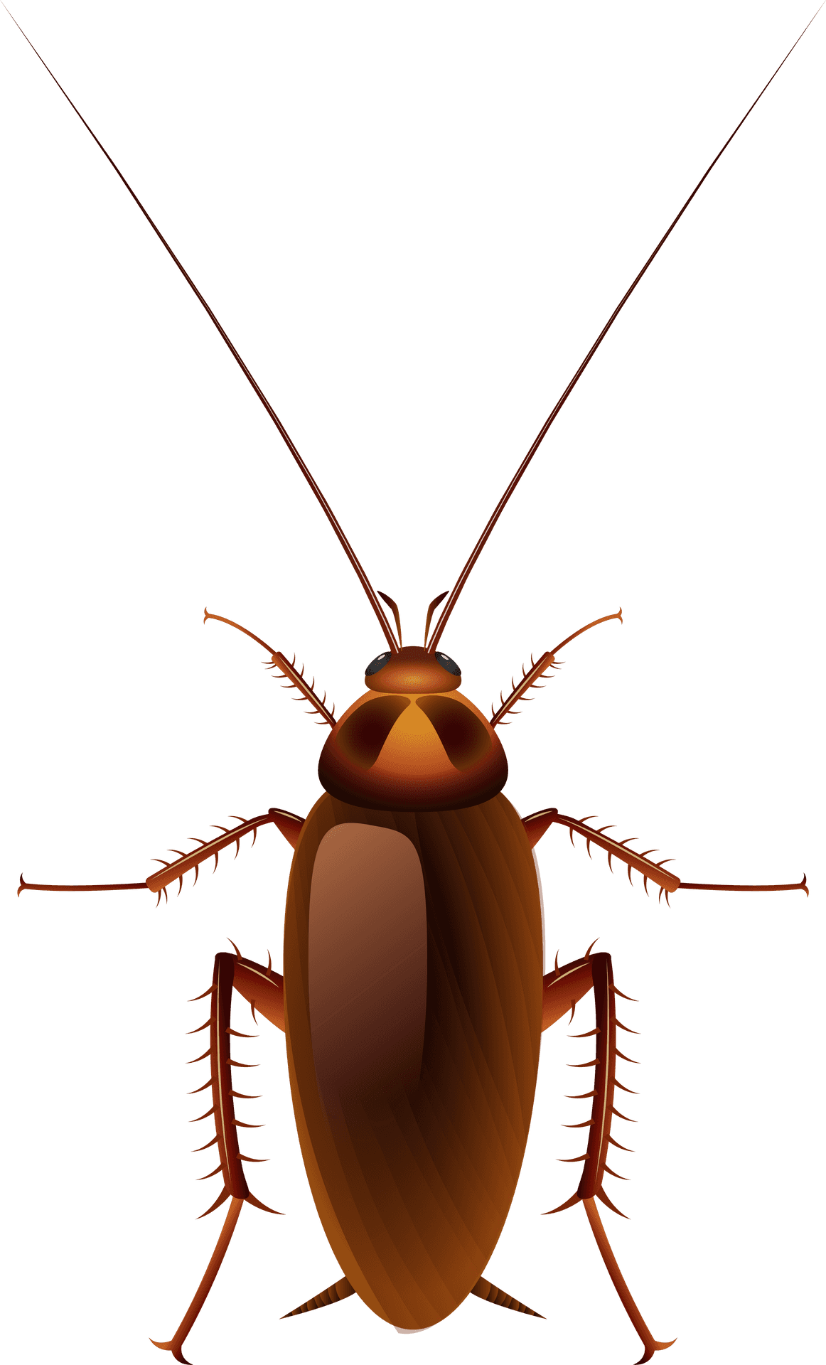 Detailed Cockroach Illustration PNG