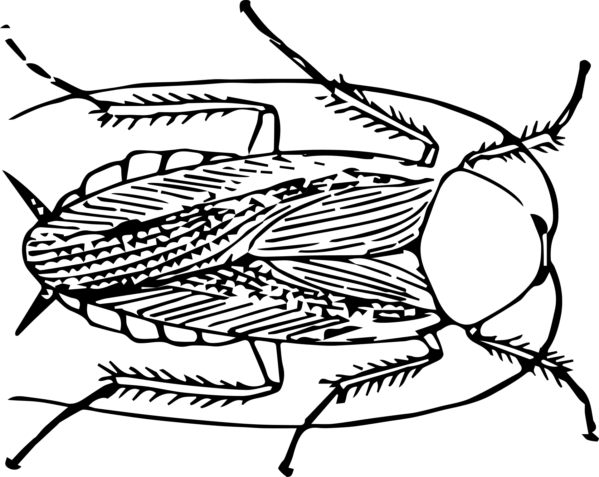 Detailed Cockroach Illustration PNG