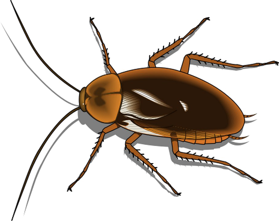 Detailed Cockroach Illustration.png PNG