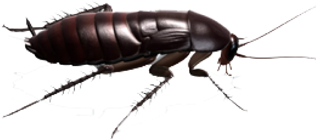 Detailed Cockroach Illustration PNG