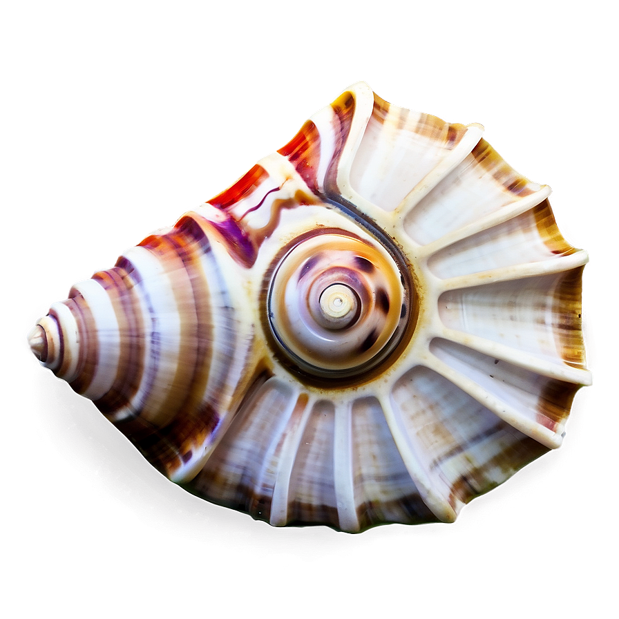 Detailed Conch Shell Sketch Png 46 PNG