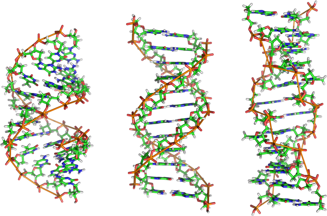 dna-in-a-double-helix-form