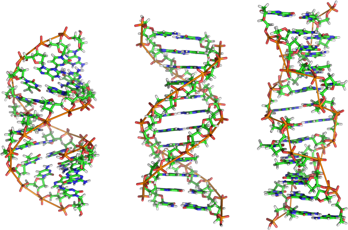 Detailed D N A Double Helix Structure PNG