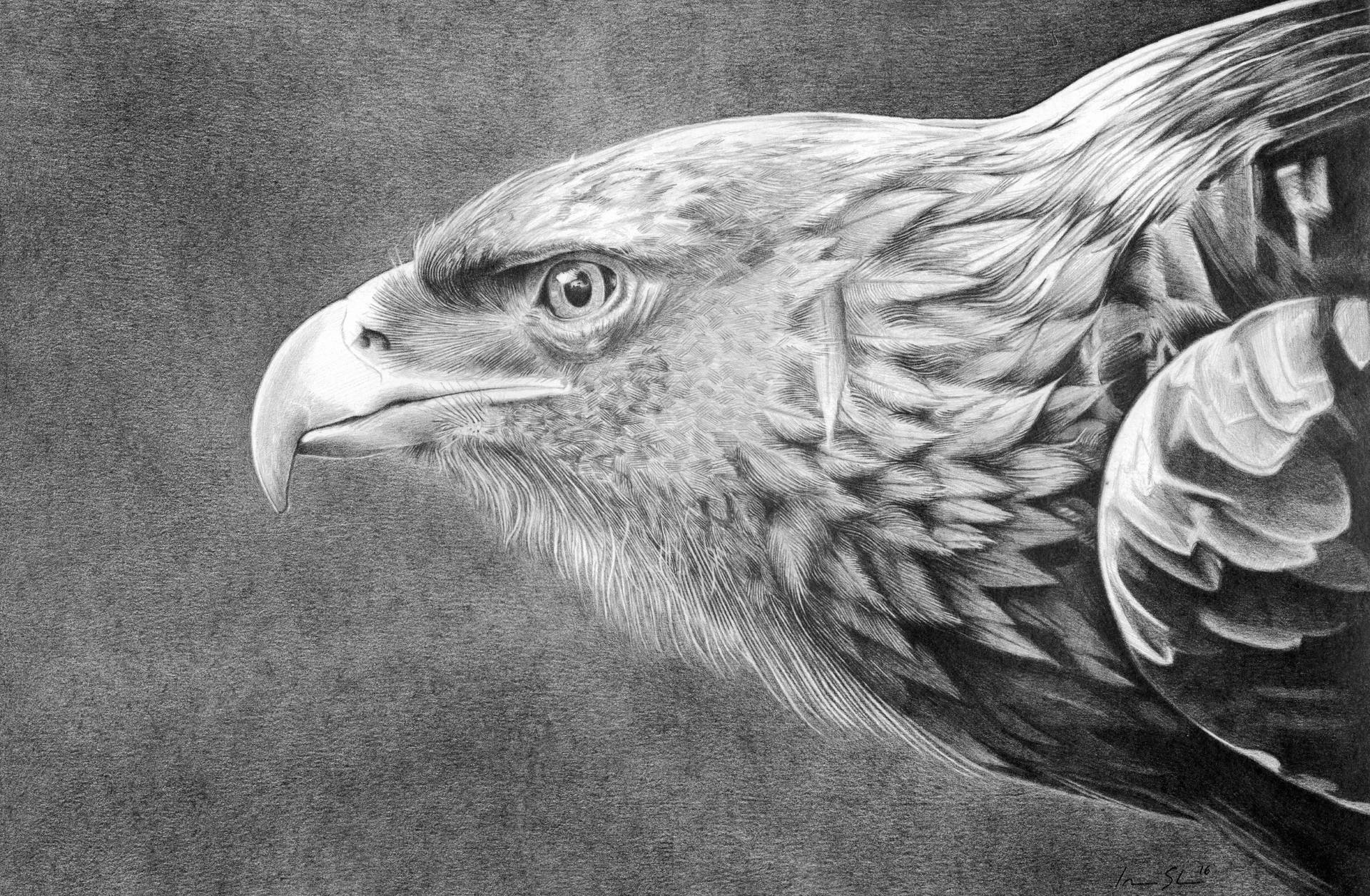 Detailed Eagle Art Drawing Wallpaper