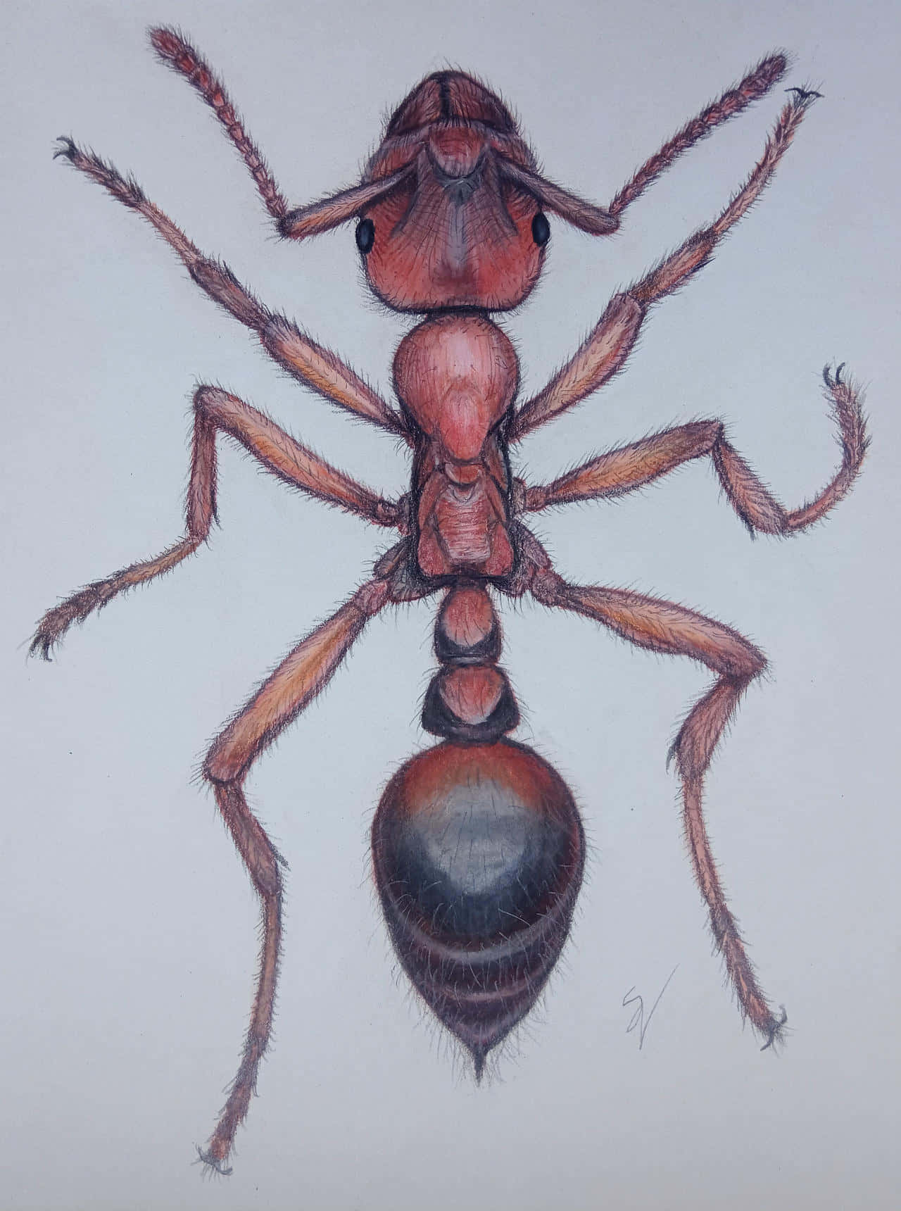 Detailed European Fire Ant Sketch Wallpaper