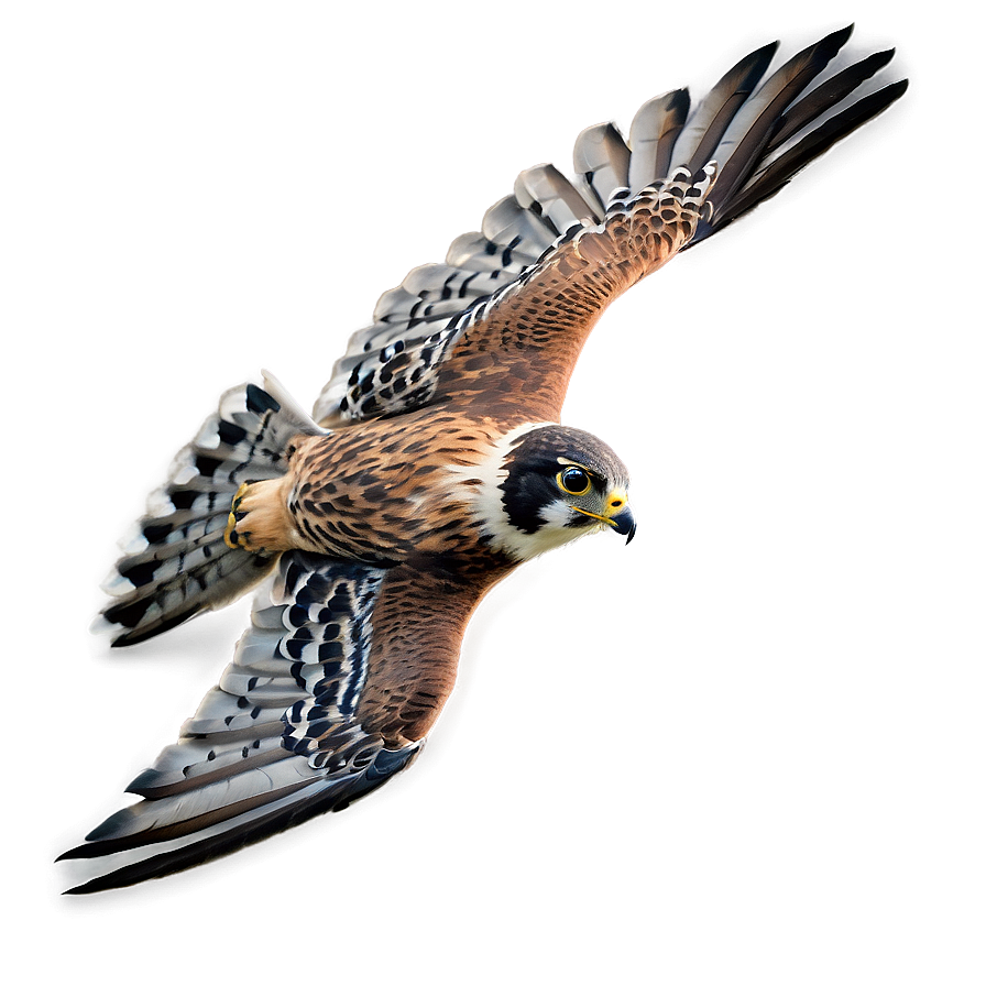 Detailed Falcon In Flight Png 06122024 PNG