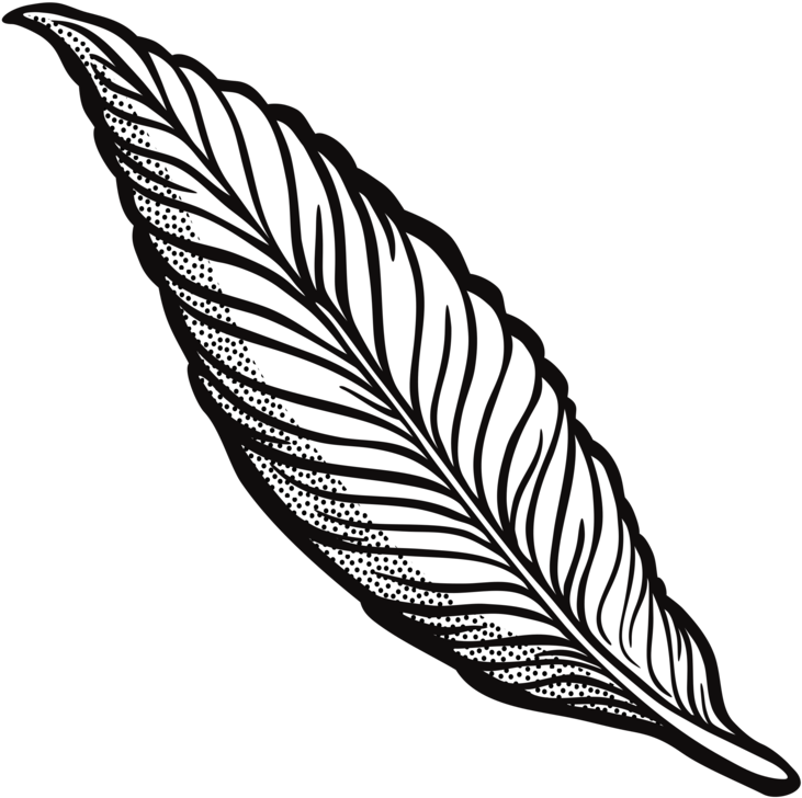Detailed Feather Illustration PNG