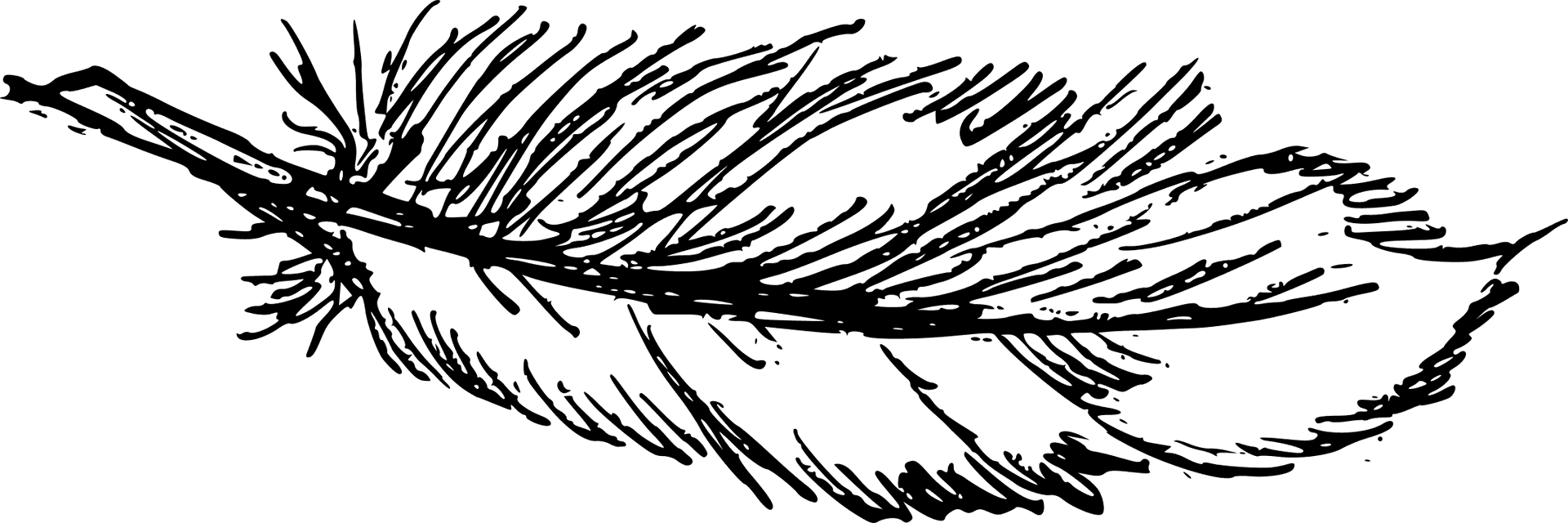 Detailed Feather Sketch Artwork PNG