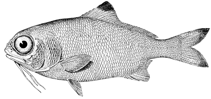 Detailed Fish Illustration Black Background PNG