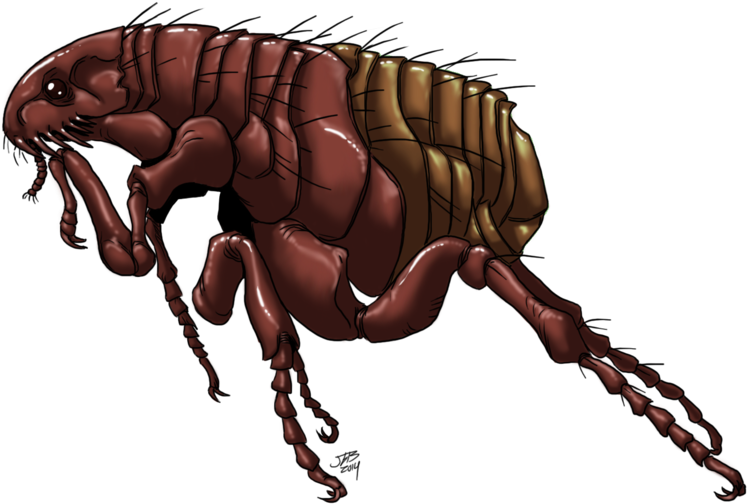 Detailed Flea Illustration PNG