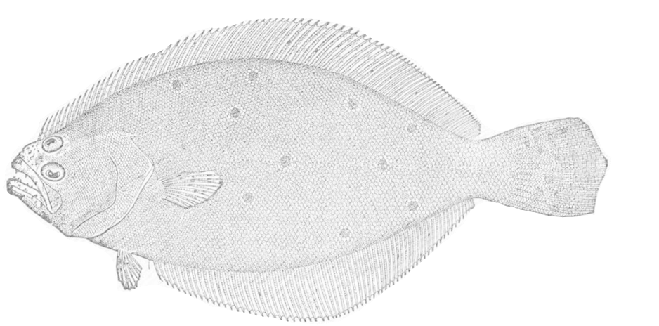 Detailed Flounder Sketch PNG