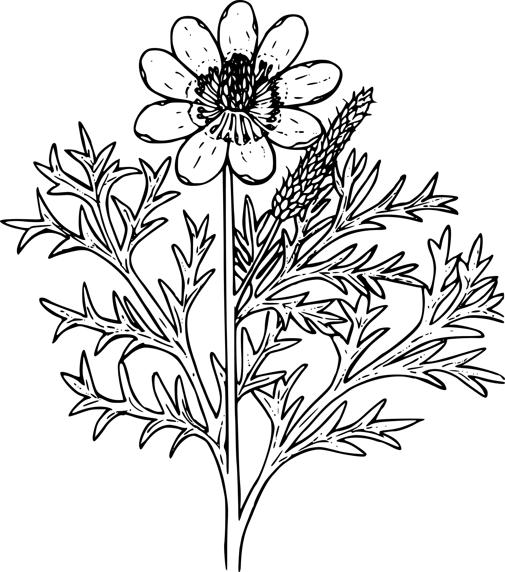 Detailed Flowerand Leaves Sketch PNG