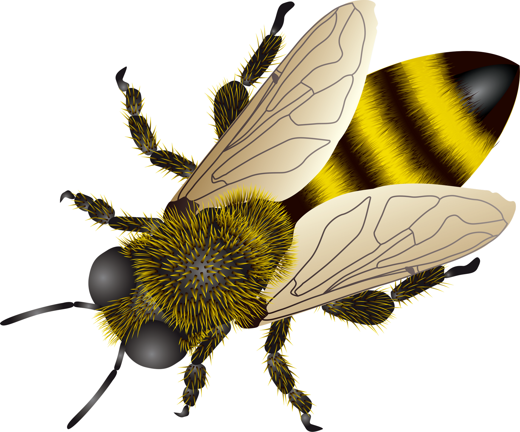 Detailed Honey Bee Illustration PNG