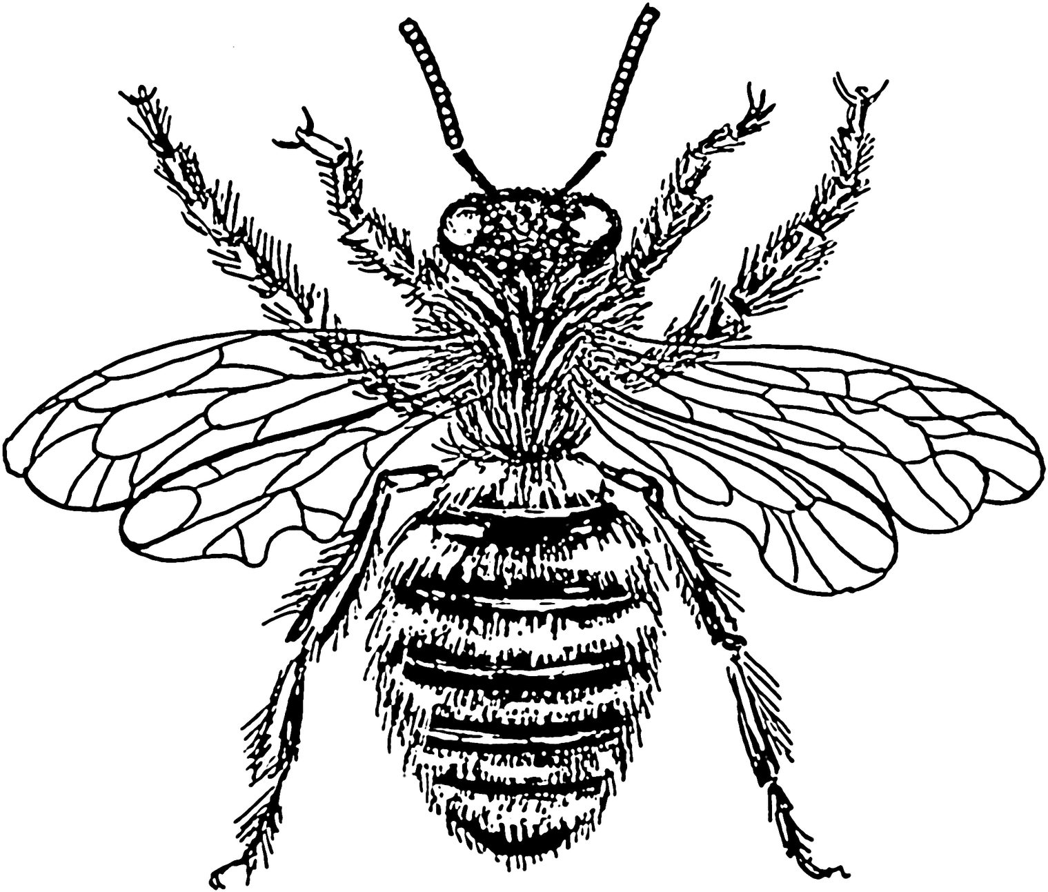 Detailed Honey Bee Illustration PNG