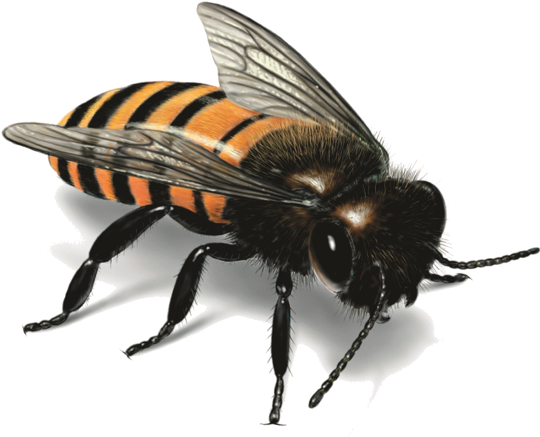 Detailed Honey Bee Illustration.png PNG