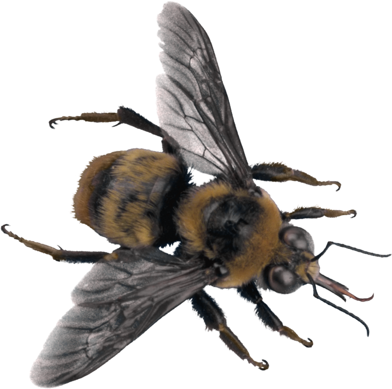 Detailed Honey Bee Macro PNG