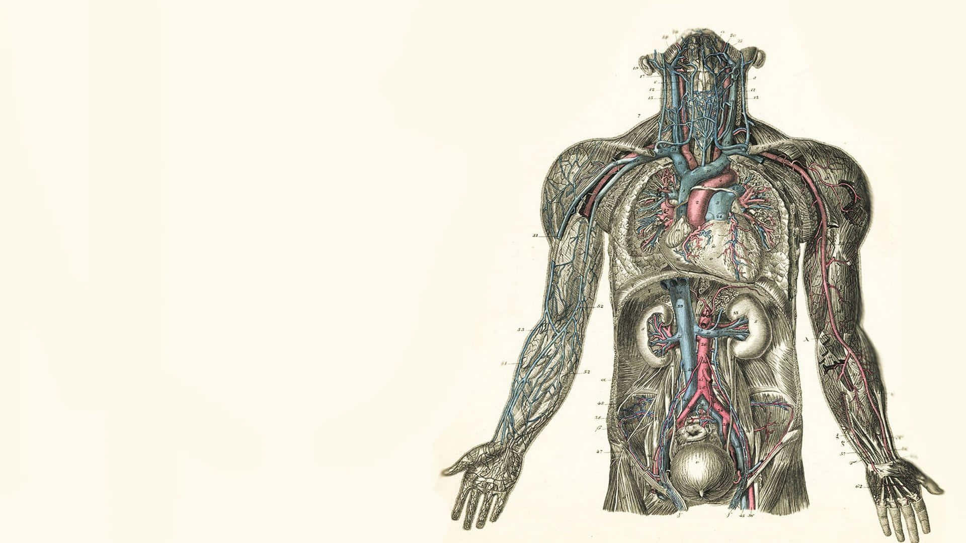 Detailed Human Anatomy Illustration