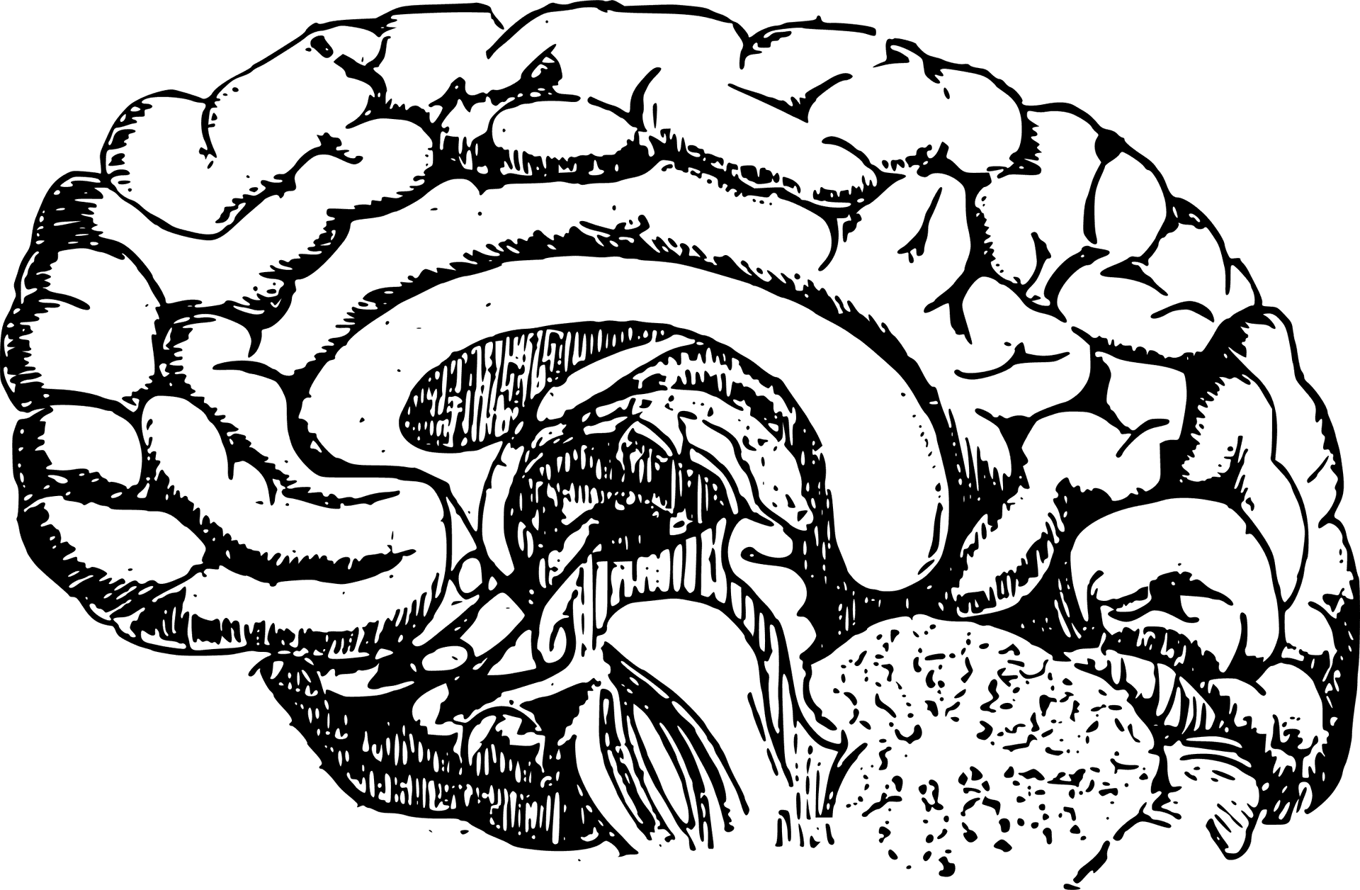Detailed Human Brain Illustration PNG