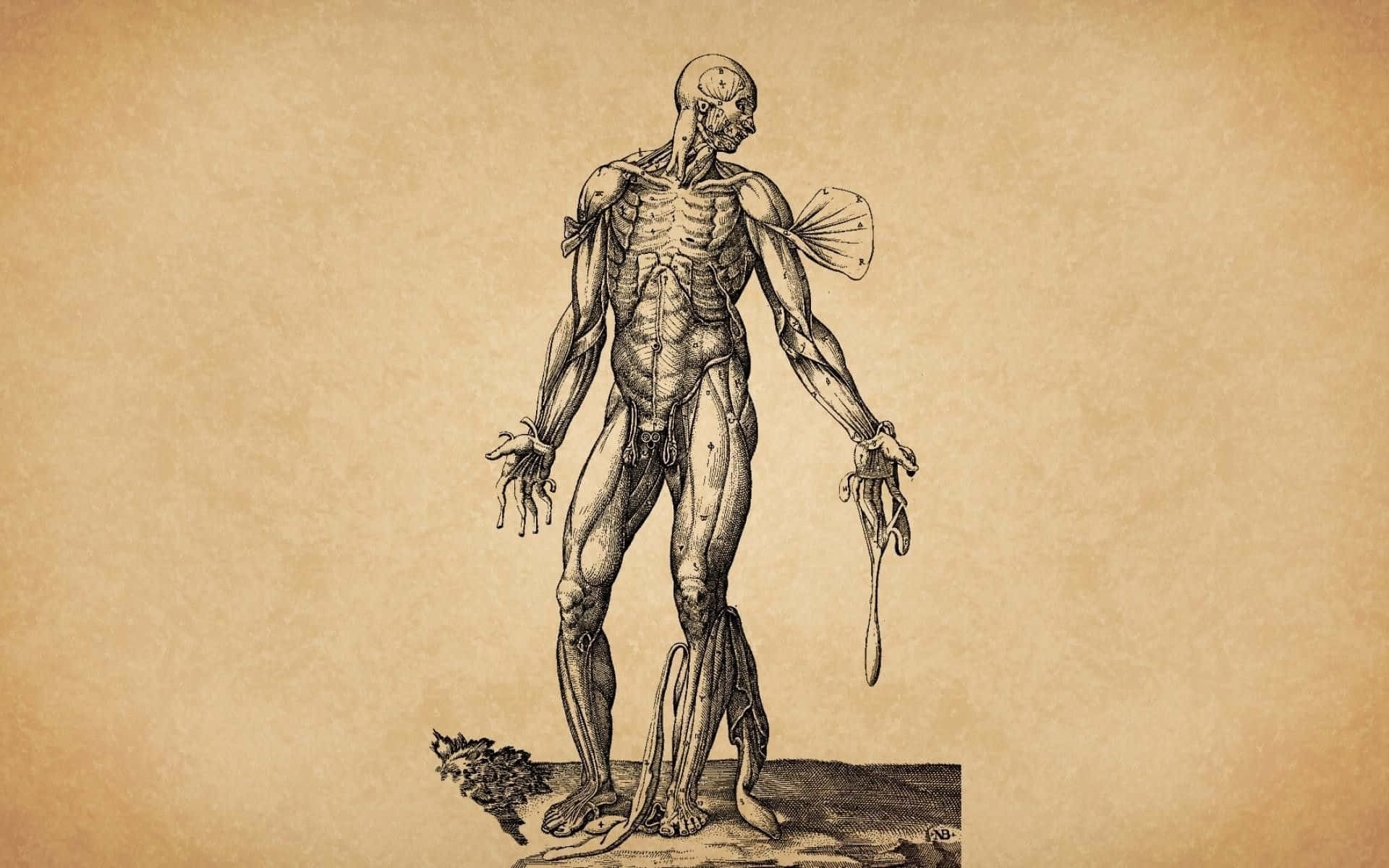 Detailed Illustration Of Human Anatomy