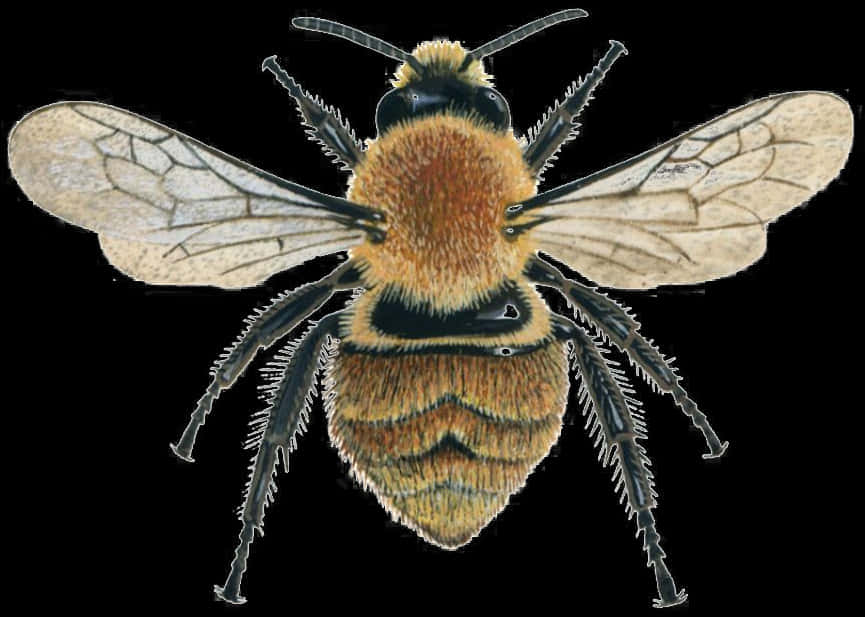 Detailed_ Illustration_of_ Bee PNG