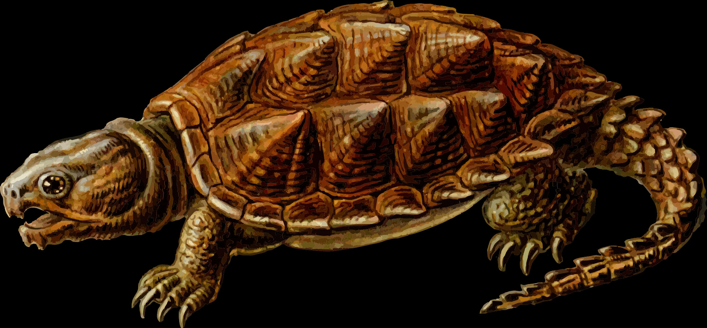Detailed Illustrationof Turtle PNG