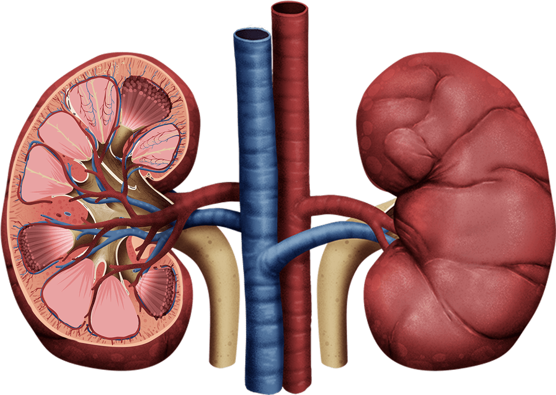 Detailed Kidney Anatomy Illustration PNG