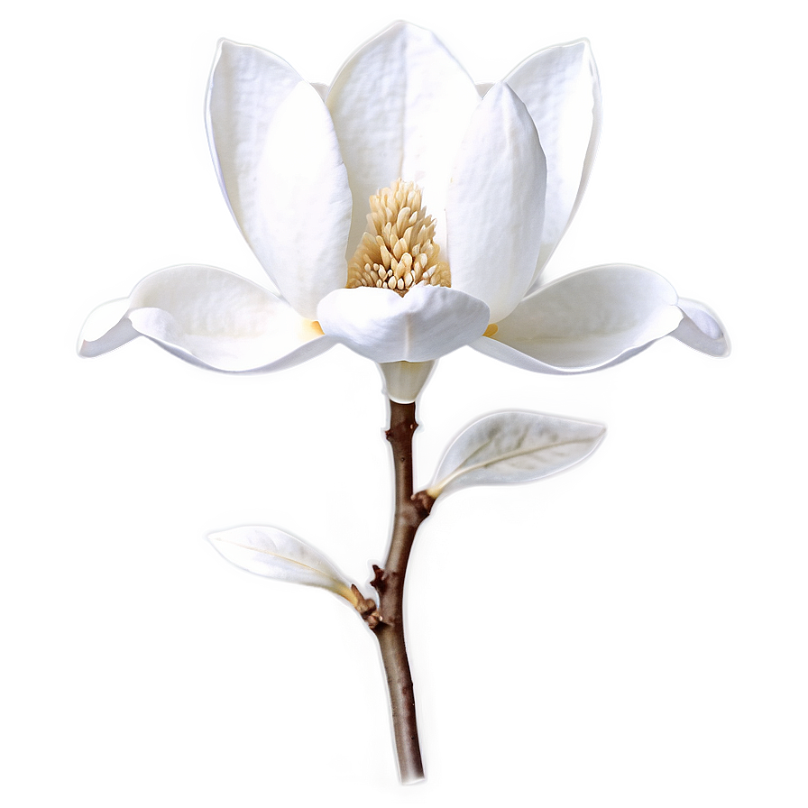 Detailed Magnolia Flower Drawing Png Pqs PNG