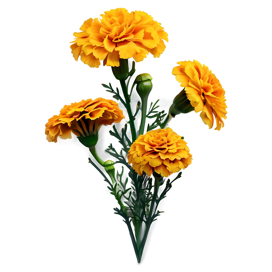 Detailed Marigolds Sketch Png 06132024 PNG