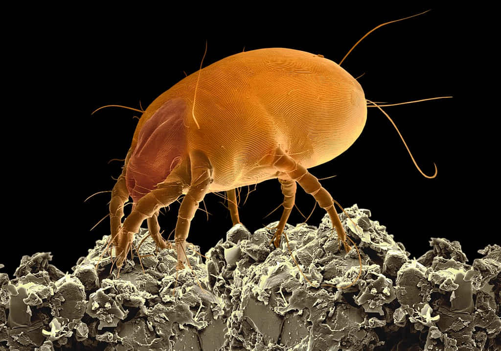 Detailed Microscopic Mite Image Wallpaper