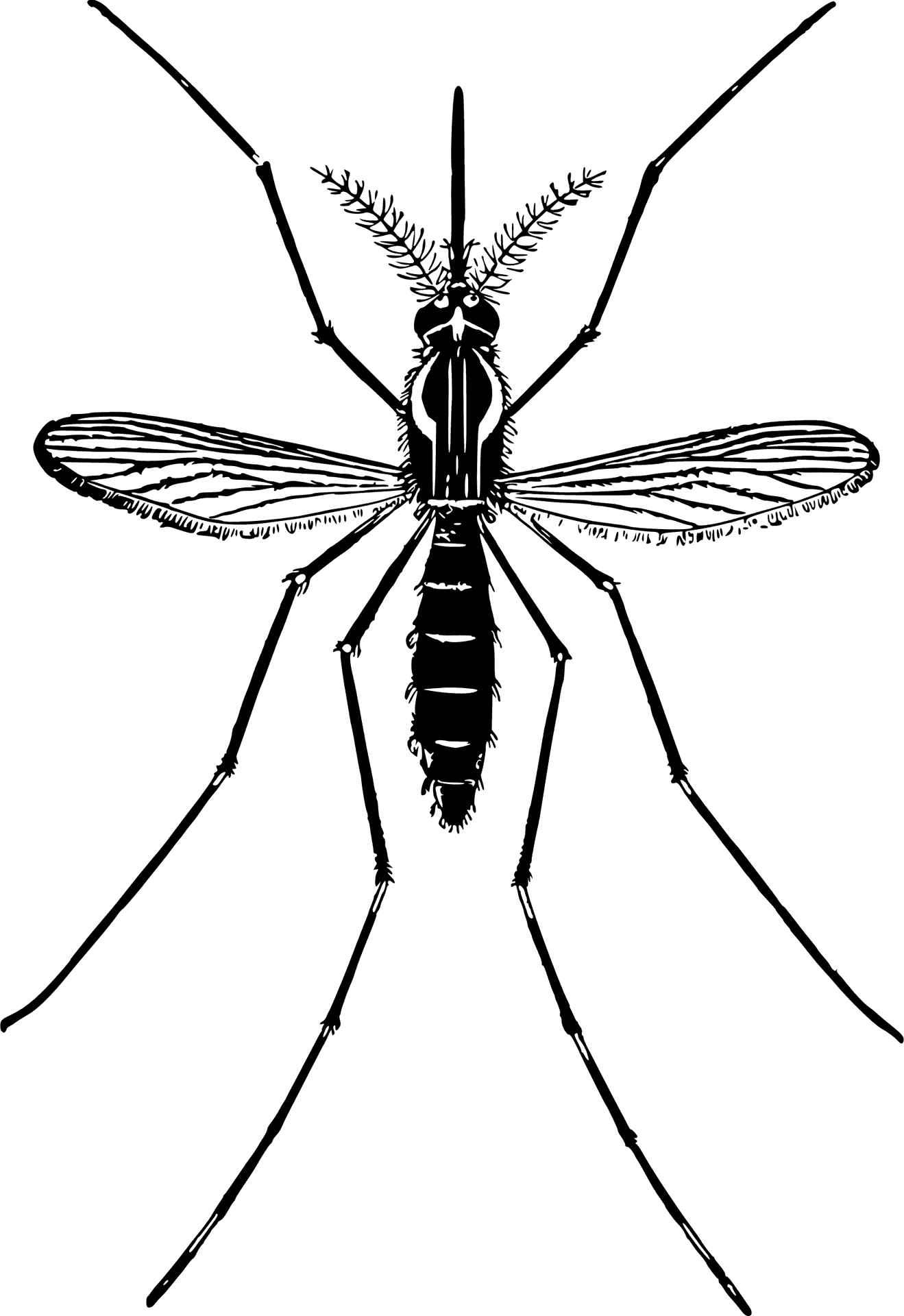 Detailed Mosquito Illustration.png PNG