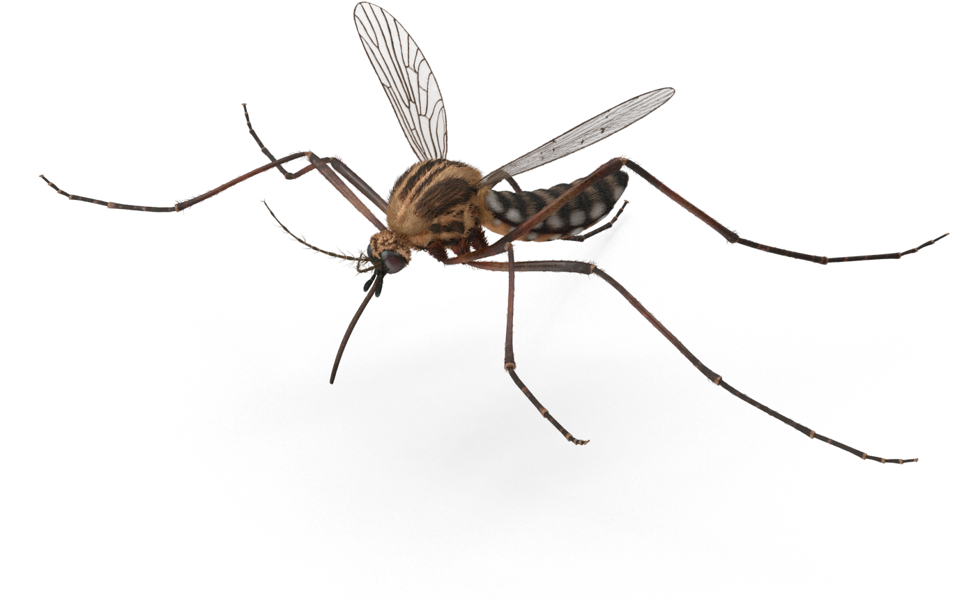 Detailed Mosquito Illustration.png PNG