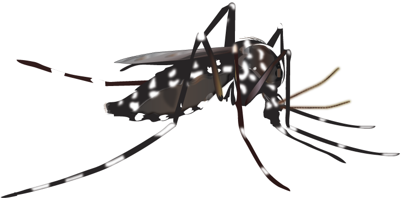 Detailed Mosquito Illustration PNG