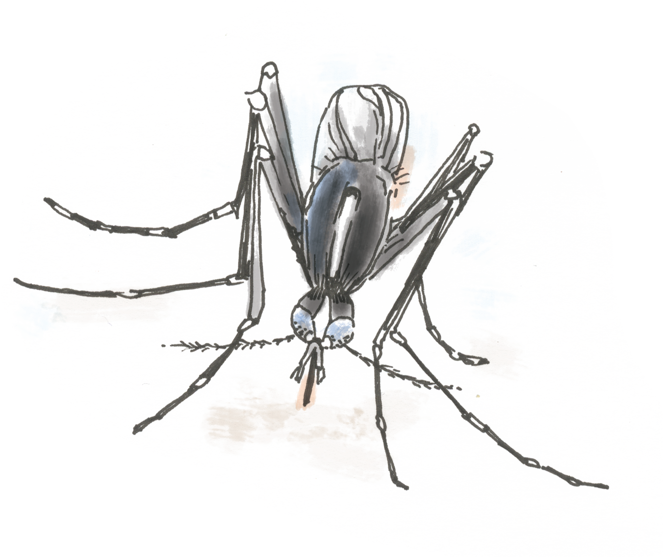 Detailed Mosquito Sketch.png PNG