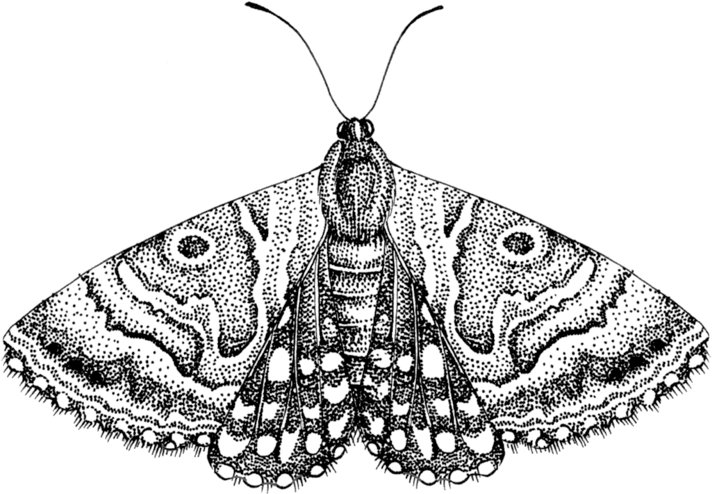 Detailed Moth Illustration PNG