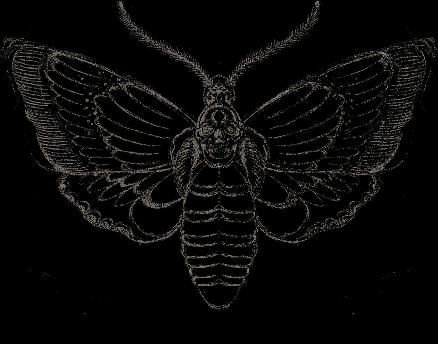 Detailed Moth Tattoo Design PNG