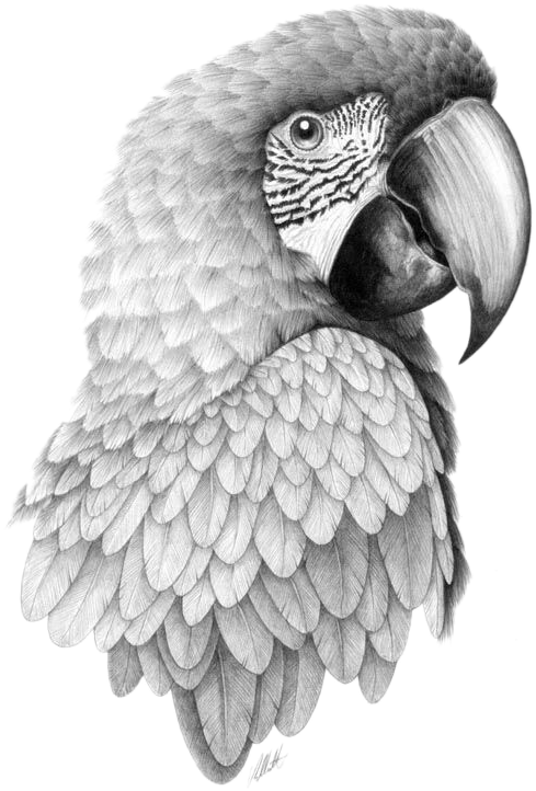 Detailed Parrot Sketch Artwork PNG