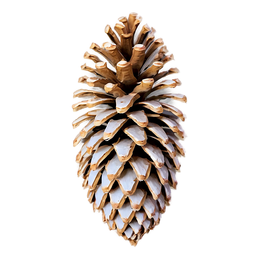 Detailed Pinecone Outline Png Nkn PNG