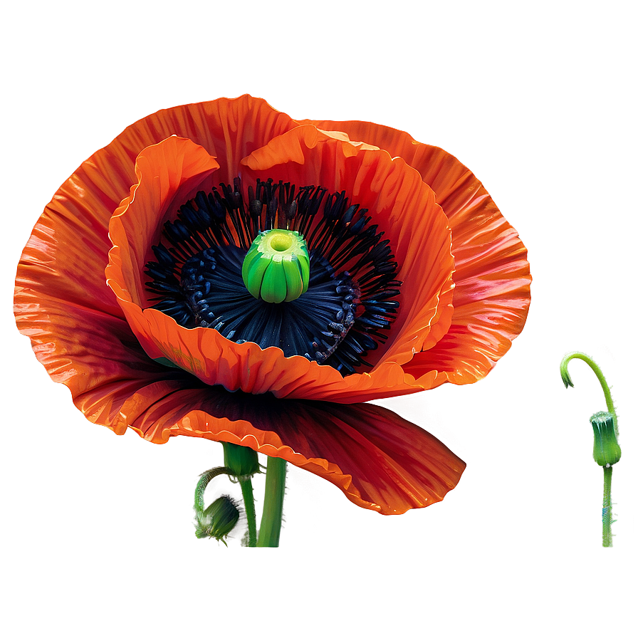 Download Detailed Poppy Closeup Png 06112024 | Wallpapers.com