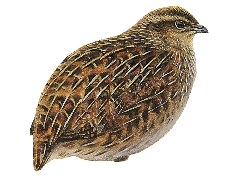 Detailed Quail Illustration PNG