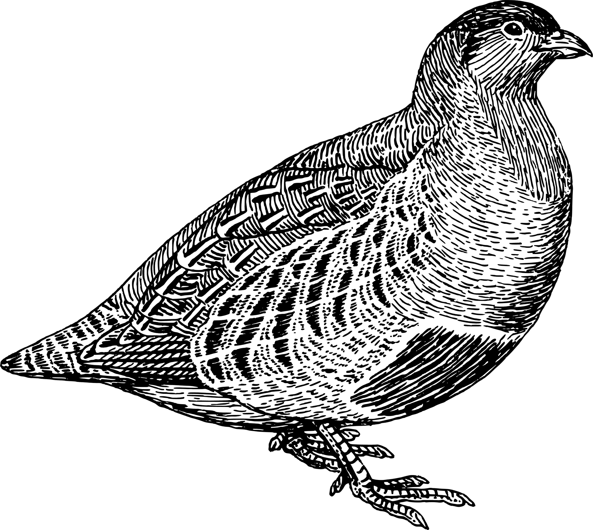 Detailed Quail Sketch PNG