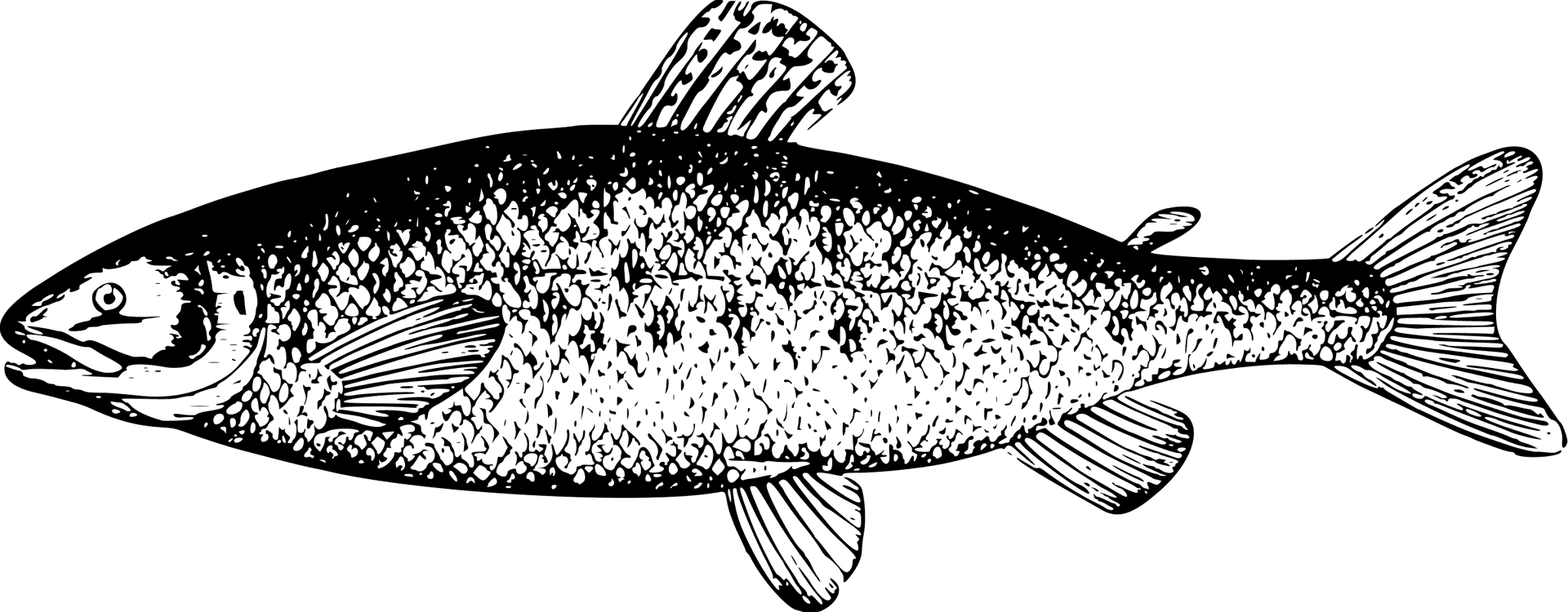 Detailed Salmon Illustration.png PNG