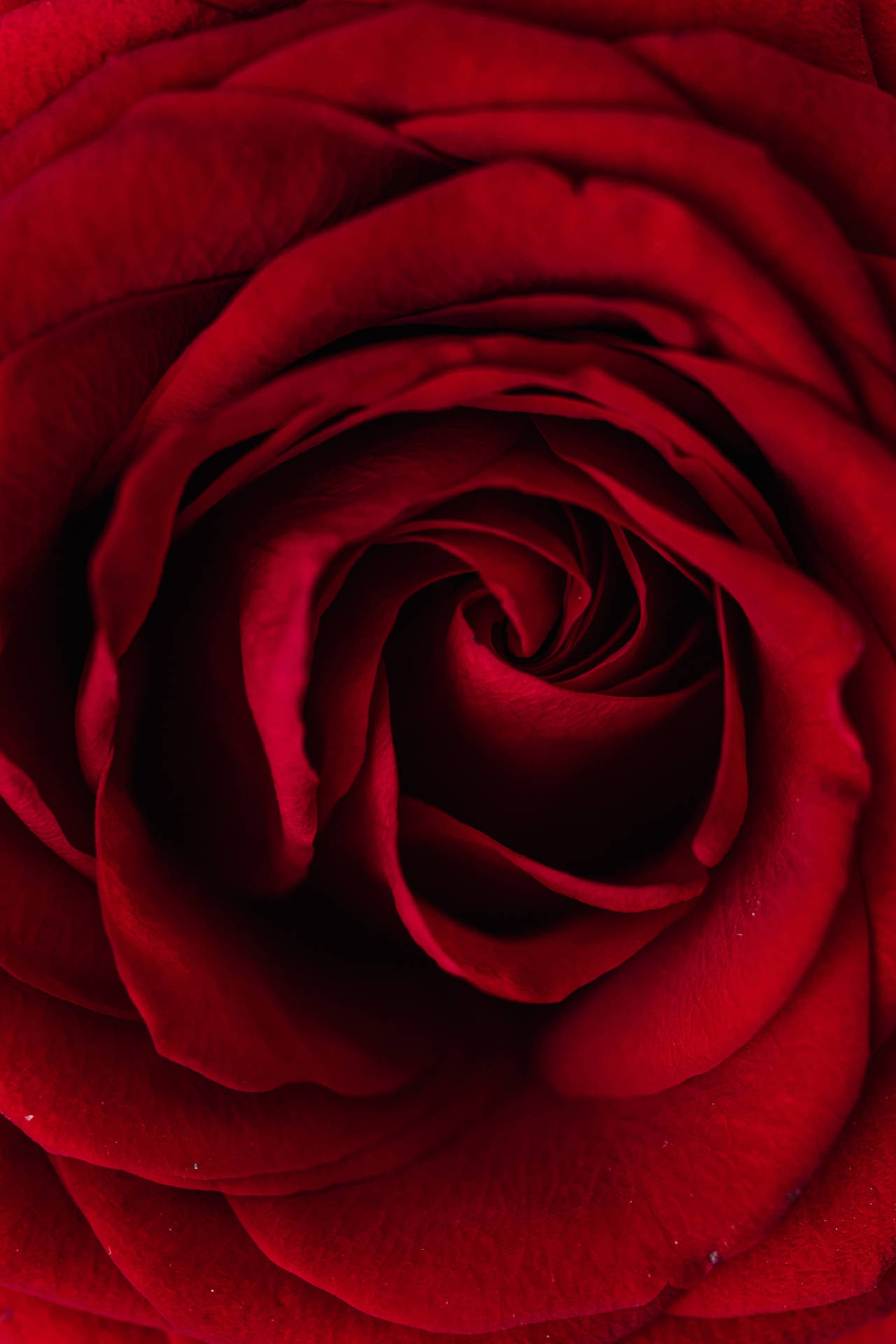 Fotodetalhada De Uma Rosa Vermelha. Papel de Parede