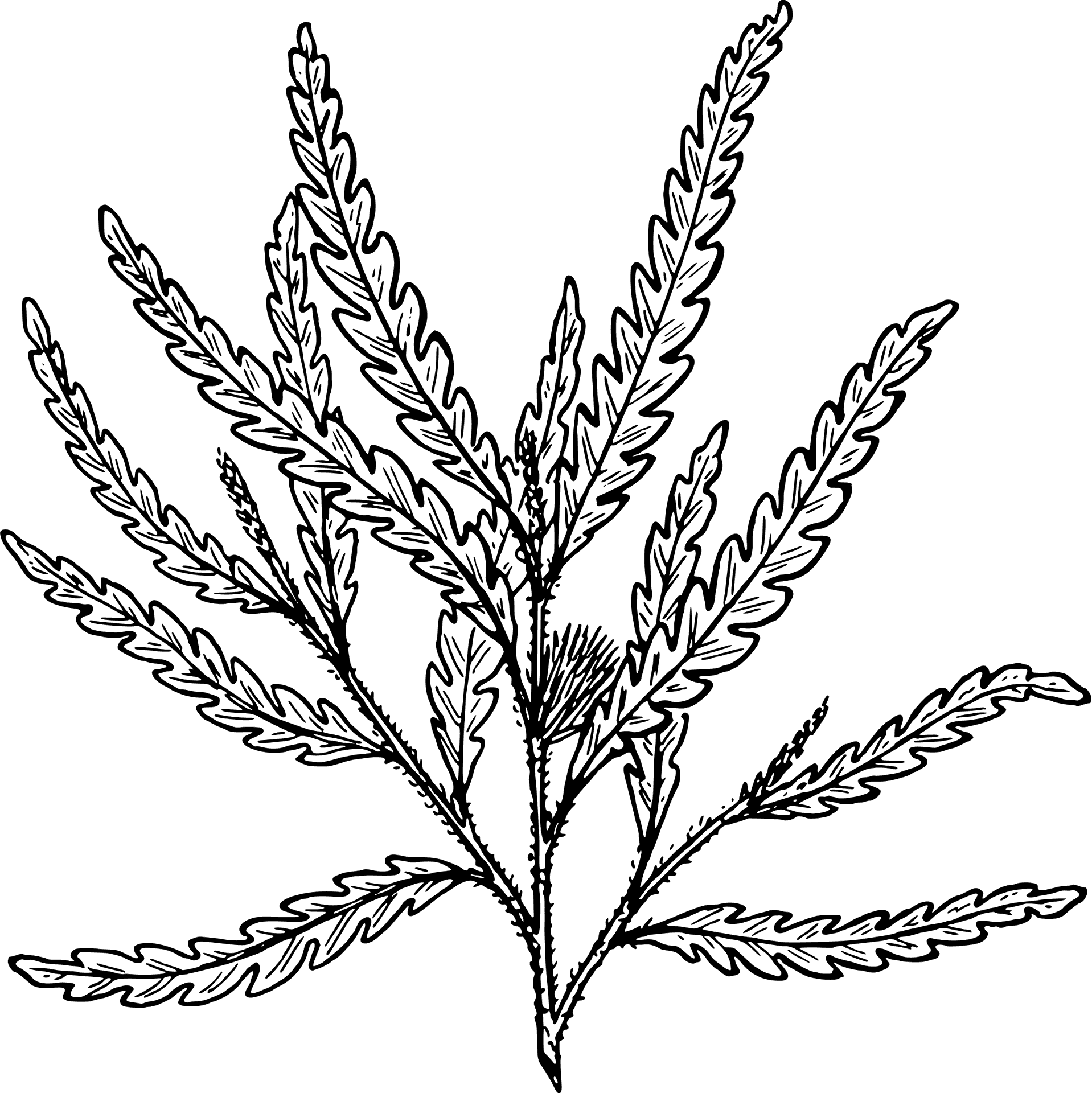 Detailed Shrub Sketch PNG